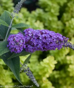 Brighter Blooms Lo And Behold Purple Haze Butterfly Bush SHOP ALL