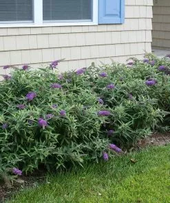 Brighter Blooms Lo And Behold Purple Haze Butterfly Bush SHOP ALL