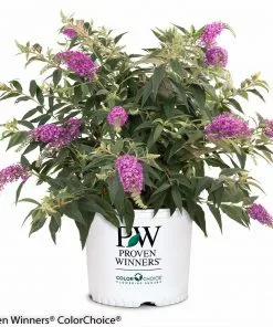Brighter Blooms Lo And Behold Purple Haze Butterfly Bush SHOP ALL