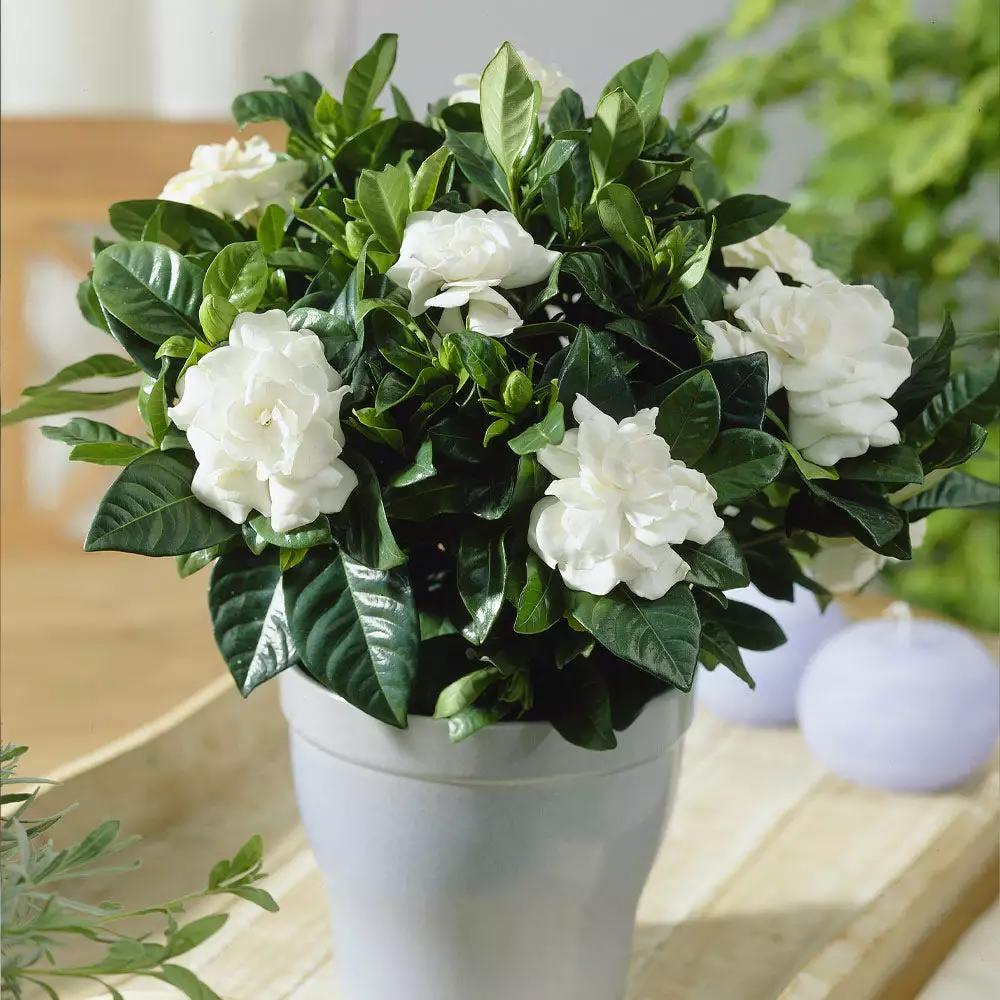 Brighter Blooms Buttons Gardenia Shrub 2 Brighter Blooms Buttons Gardenia Shrub