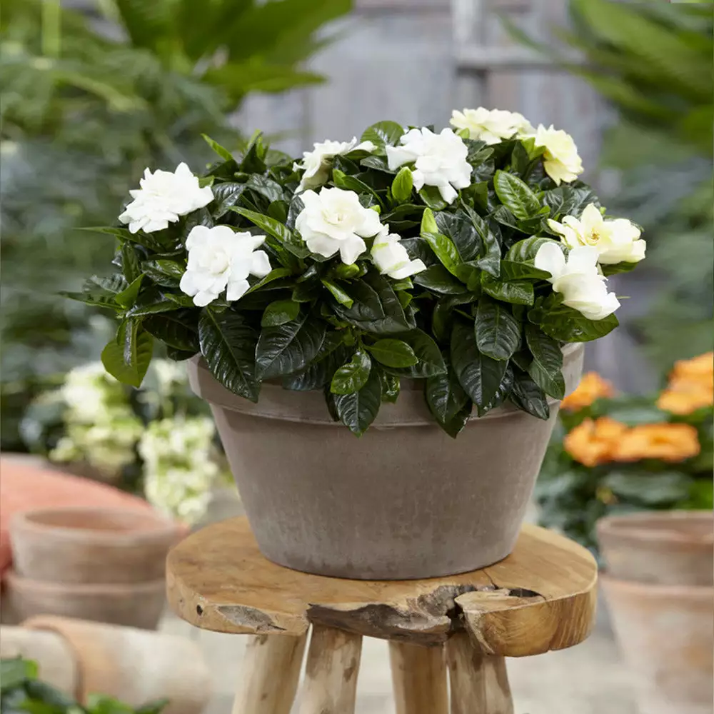 Brighter Blooms Buttons Gardenia Shrub 3 Brighter Blooms Buttons Gardenia Shrub