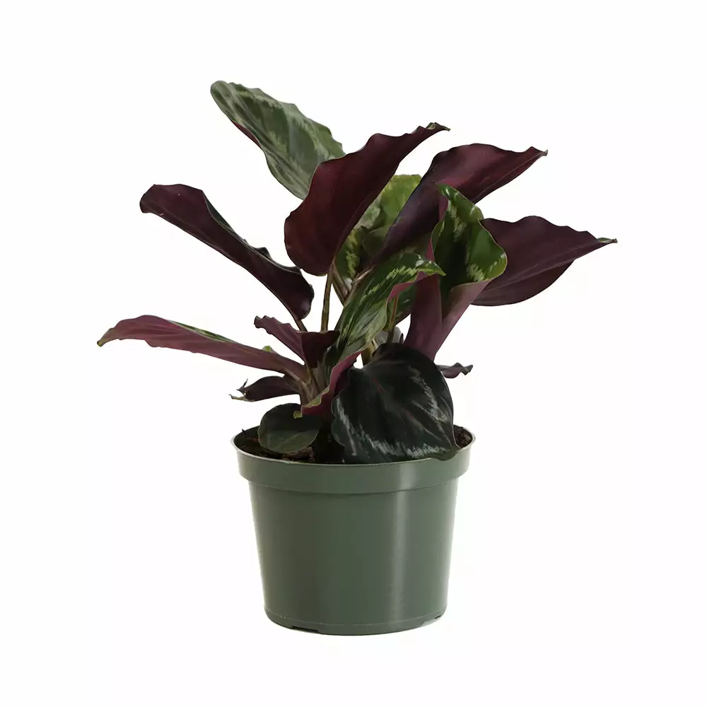 Brighter Blooms House & Patio Calathea Medallion 5 Brighter Blooms House & Patio Calathea Medallion