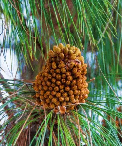 Brighter Blooms Canary Island Pine Tree