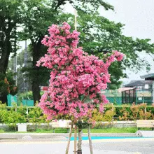 Brighter Blooms Cherokee Crape Myrtle Tree Flowering Trees