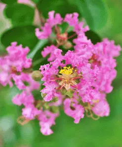 Brighter Blooms Cherokee Crape Myrtle Tree Flowering Trees 5 Brighter Blooms Cherokee Crape Myrtle Tree Flowering Trees