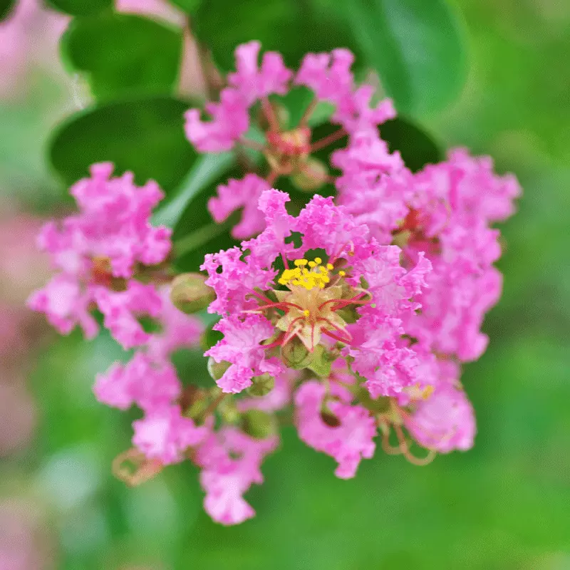 Brighter Blooms Cherokee Crape Myrtle Tree Flowering Trees 3 Brighter Blooms Cherokee Crape Myrtle Tree Flowering Trees