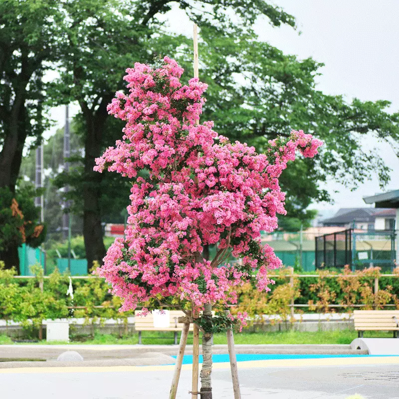 Brighter Blooms Cherokee Crape Myrtle Tree Flowering Trees 2 Brighter Blooms Cherokee Crape Myrtle Tree Flowering Trees