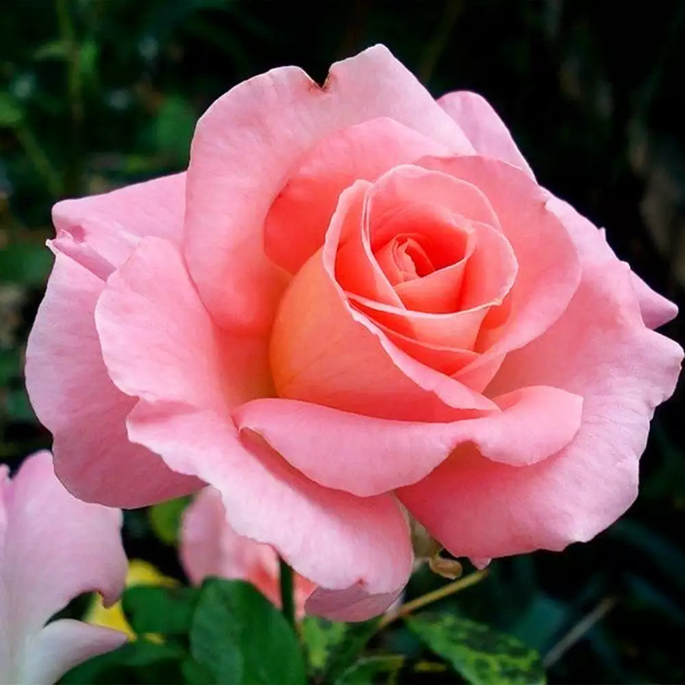 Brighter Blooms Cherish Rose Tree Roses 3 Brighter Blooms Cherish Rose Tree Roses