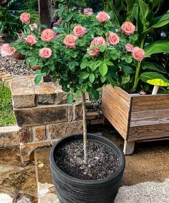 Brighter Blooms Cherish Rose Tree Roses