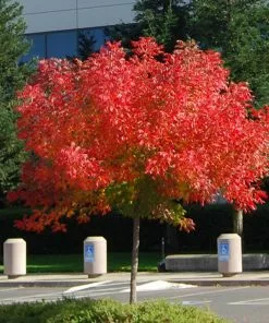 Brighter Blooms Shade Trees Chinese Pistache Tree 7 Brighter Blooms Shade Trees Chinese Pistache Tree