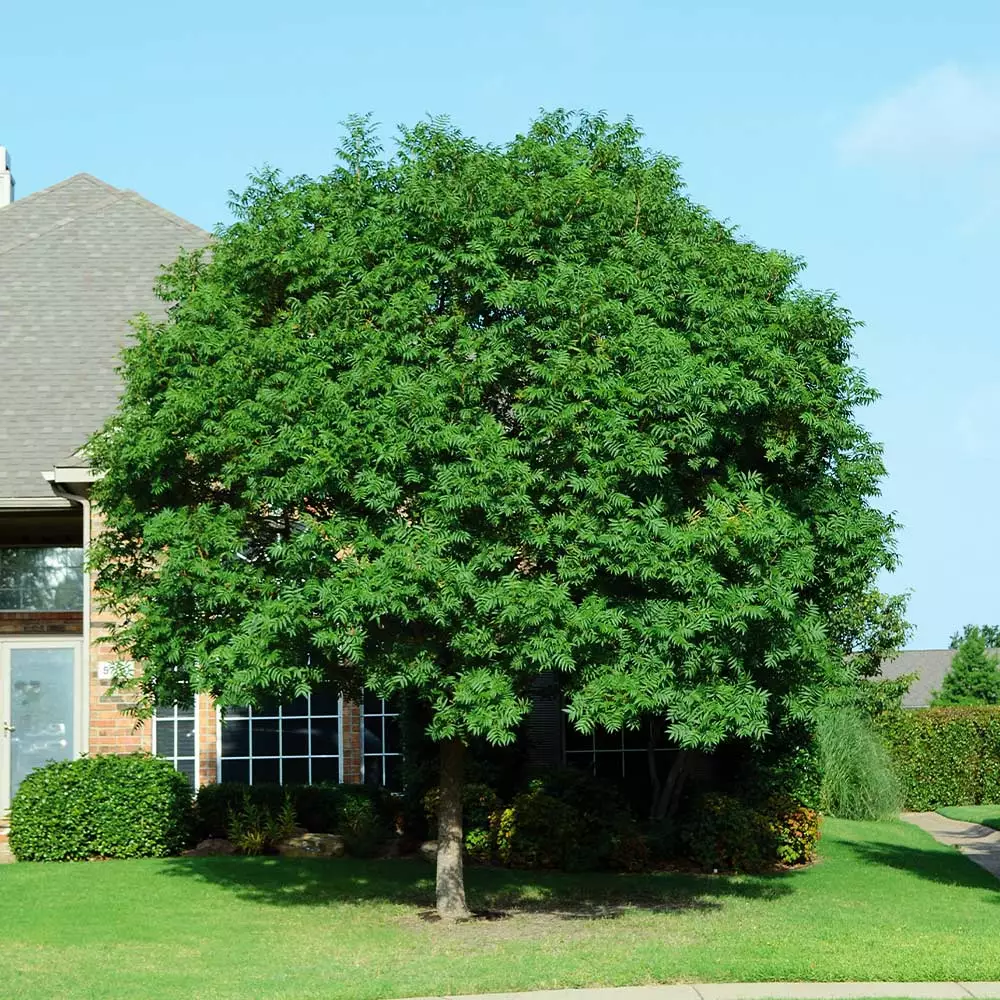 Brighter Blooms Shade Trees Chinese Pistache Tree 2 Brighter Blooms Shade Trees Chinese Pistache Tree