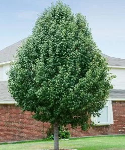 Brighter Blooms Cleveland Pear Tree 9 Brighter Blooms Cleveland Pear Tree