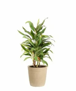 Brighter Blooms Hawaiian Ti Plant 'Rising Sun' 14 Brighter Blooms Hawaiian Ti Plant 'Rising Sun'