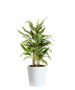 Brighter Blooms Hawaiian Ti Plant 'Rising Sun' 13 Brighter Blooms Hawaiian Ti Plant 'Rising Sun'