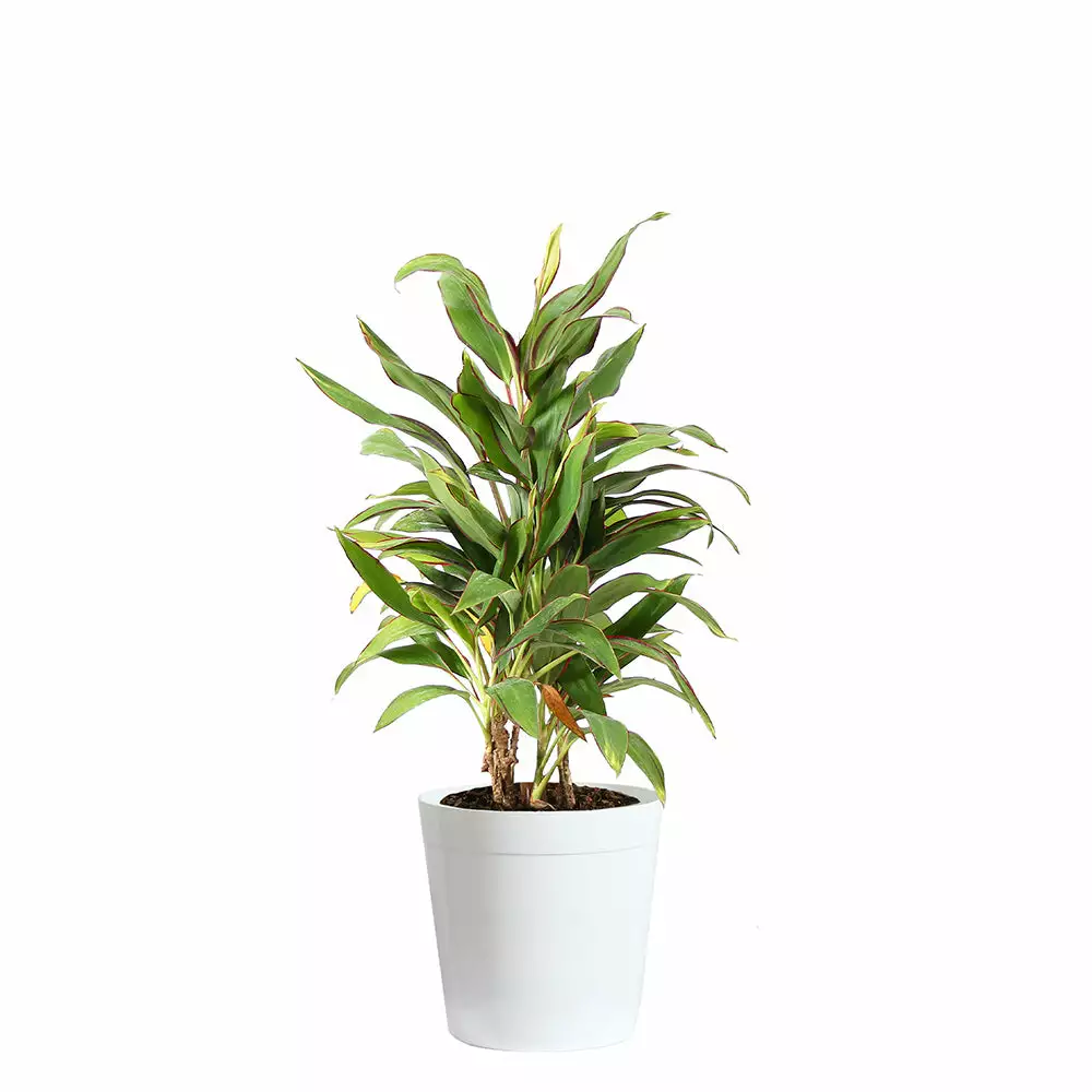 Brighter Blooms Hawaiian Ti Plant 'Rising Sun' 6 Brighter Blooms Hawaiian Ti Plant 'Rising Sun'