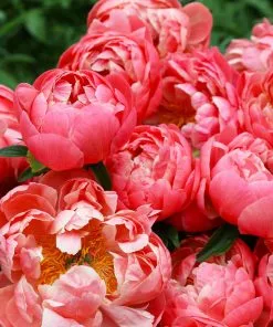 Brighter Blooms Perennials Coral Charm Peony 8 Brighter Blooms Perennials Coral Charm Peony