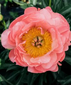 Brighter Blooms Perennials Coral Charm Peony 7 Brighter Blooms Perennials Coral Charm Peony