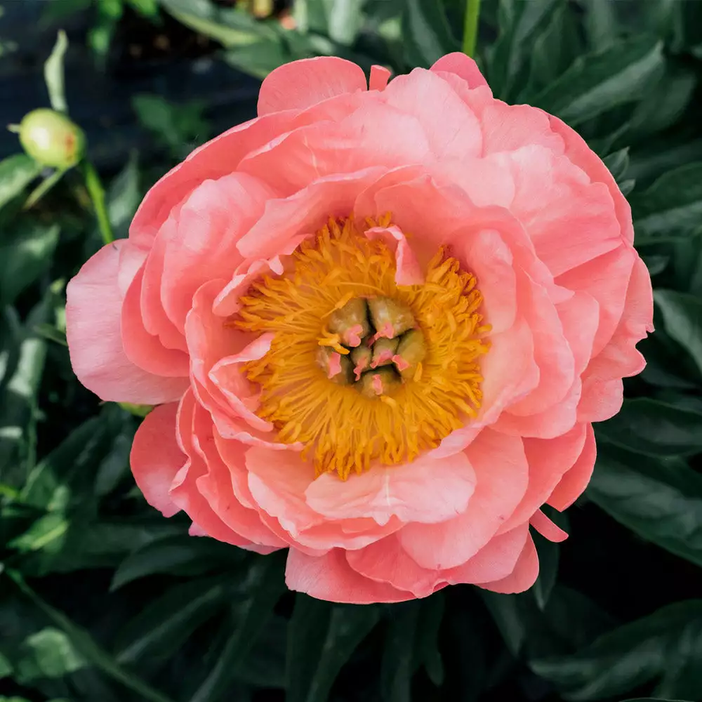 Brighter Blooms Perennials Coral Charm Peony 3 Brighter Blooms Perennials Coral Charm Peony