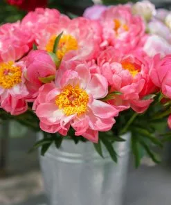 Brighter Blooms Perennials Coral Charm Peony