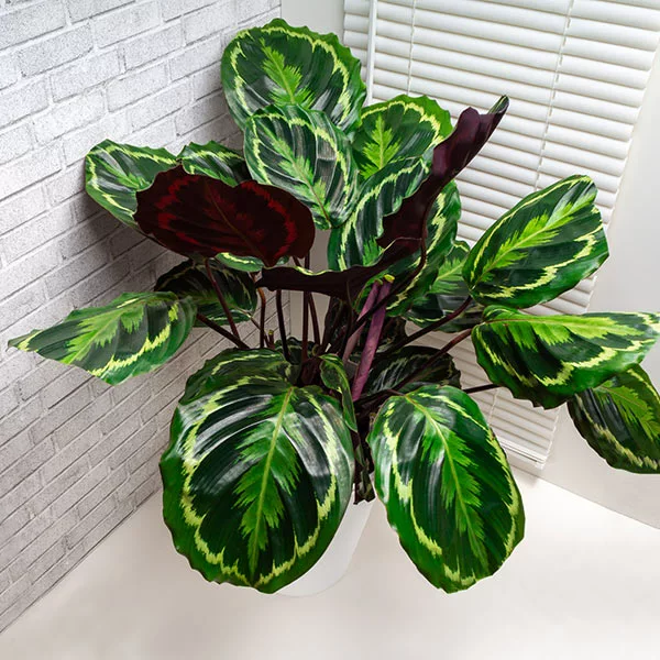Brighter Blooms House & Patio Calathea Medallion 1 Brighter Blooms House & Patio Calathea Medallion