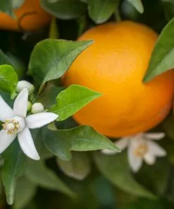 Brighter Blooms House & Patio Calamondin Orange Tree 9 Brighter Blooms House & Patio Calamondin Orange Tree