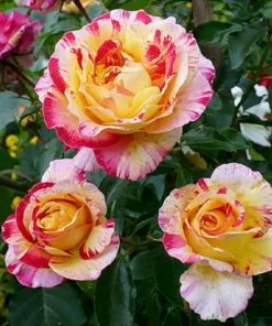 Brighter Blooms Camille Pissarro™ Rose