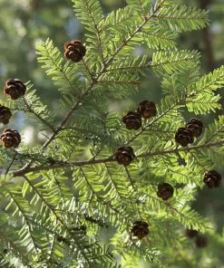 Brighter Blooms Canadian Hemlock Tree 5 Brighter Blooms Canadian Hemlock Tree