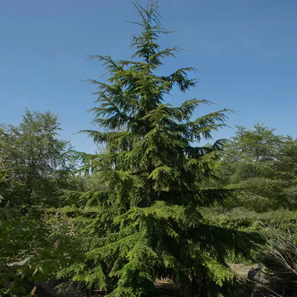 Brighter Blooms Canadian Hemlock Tree 1 Brighter Blooms Canadian Hemlock Tree