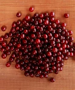 Brighter Blooms Canada Red Chokecherry Tree SHOP ALL 9 Brighter Blooms Canada Red Chokecherry Tree SHOP ALL