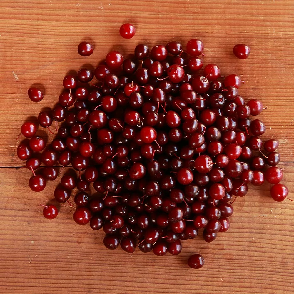 Brighter Blooms Canada Red Chokecherry Tree SHOP ALL 5 Brighter Blooms Canada Red Chokecherry Tree SHOP ALL