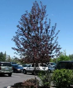 Brighter Blooms Canada Red Chokecherry Tree SHOP ALL 7 Brighter Blooms Canada Red Chokecherry Tree SHOP ALL