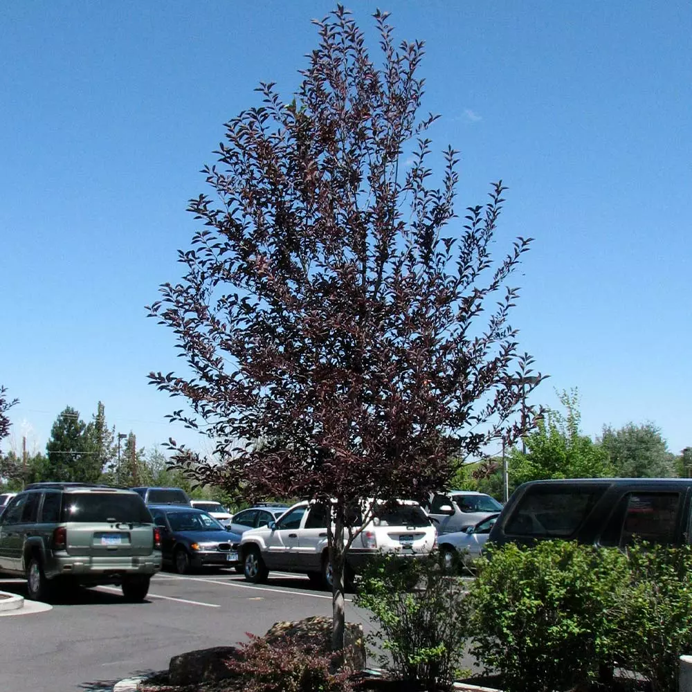 Brighter Blooms Canada Red Chokecherry Tree SHOP ALL 3 Brighter Blooms Canada Red Chokecherry Tree SHOP ALL