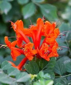 Brighter Blooms Cape Honeysuckle