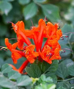Brighter Blooms Cape Honeysuckle