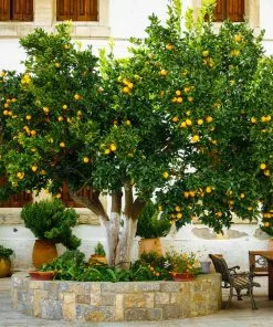 Brighter Blooms Cara Cara Navel Orange Tree