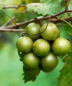Brighter Blooms Carlos Scuppernong Grape Vine Grape Vines 8 Brighter Blooms Carlos Scuppernong Grape Vine Grape Vines