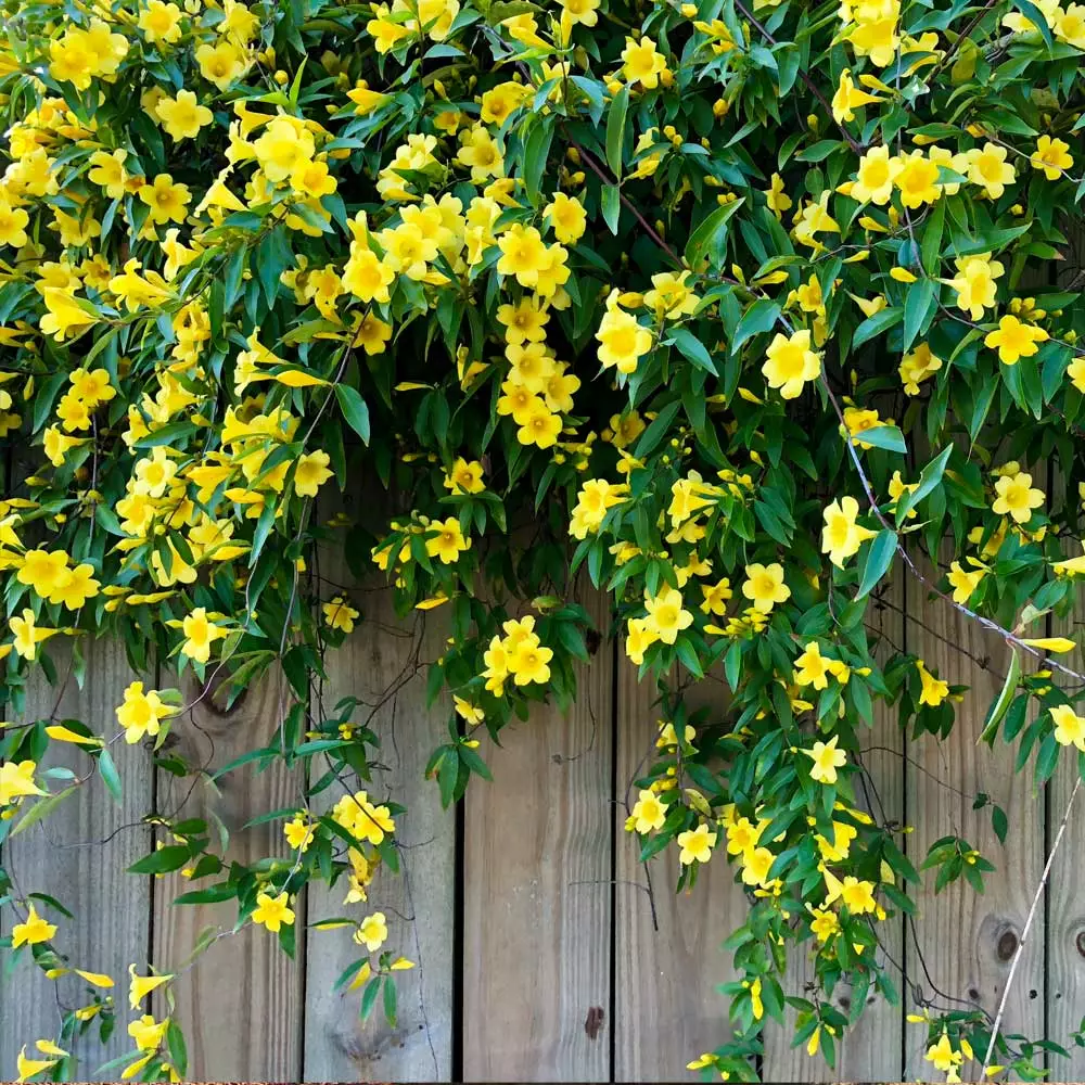 Brighter Blooms Yellow Jasmine Vine 2 Brighter Blooms Yellow Jasmine Vine
