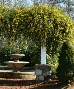 Brighter Blooms Carolina Jasmine New Perennials 7 Brighter Blooms Carolina Jasmine New Perennials