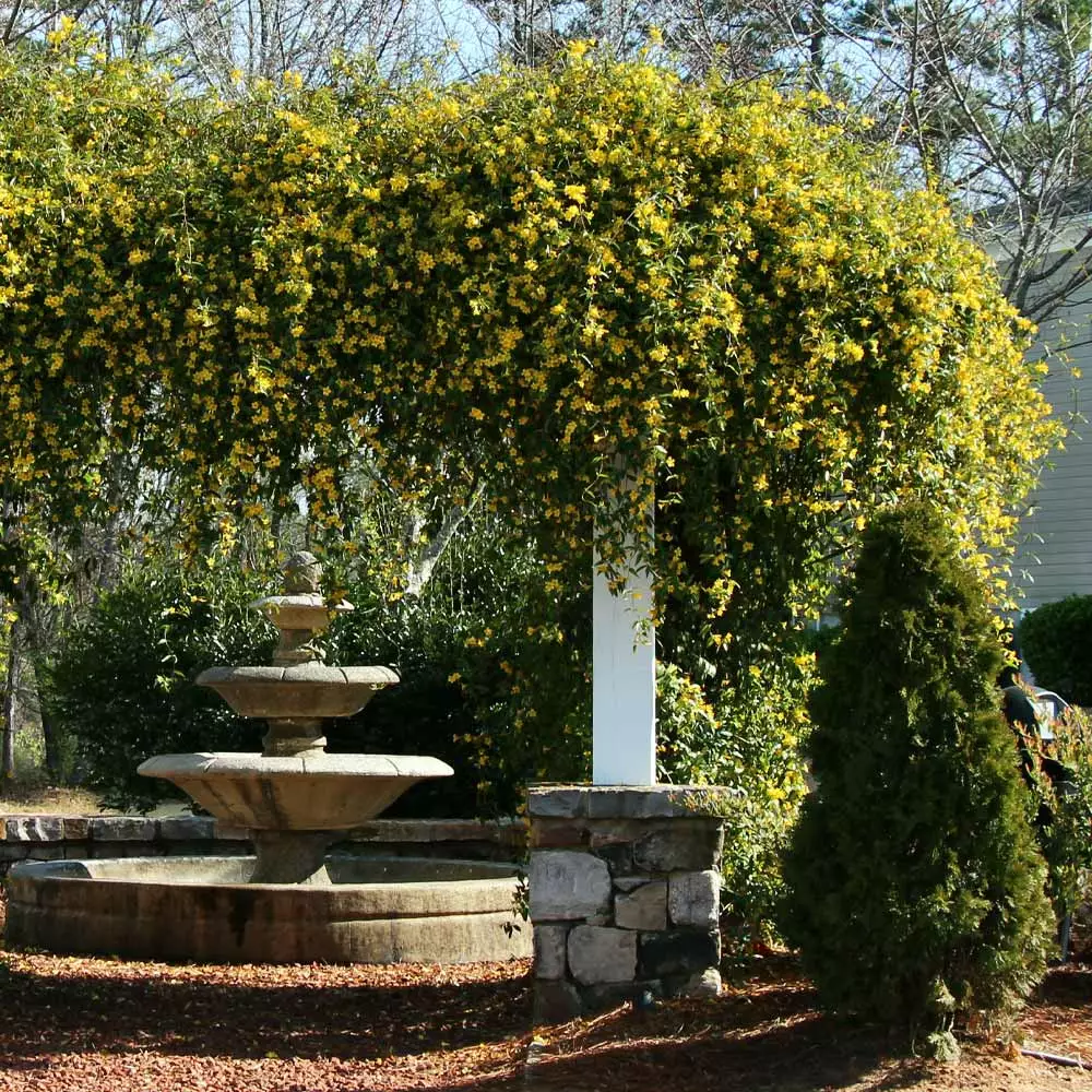 Brighter Blooms Carolina Jasmine New Perennials 4 Brighter Blooms Carolina Jasmine New Perennials