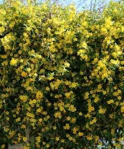 Brighter Blooms Yellow Jasmine Vine 7 Brighter Blooms Yellow Jasmine Vine