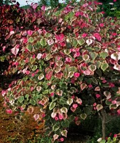 Brighter Blooms Carolina Sweetheart® Redbud Tree 6 Brighter Blooms Carolina Sweetheart® Redbud Tree