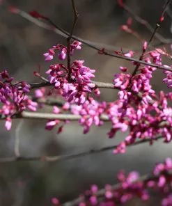 Brighter Blooms Carolina Sweetheart® Redbud Tree 7 Brighter Blooms Carolina Sweetheart® Redbud Tree