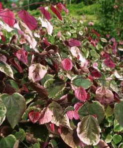 Brighter Blooms Carolina Sweetheart® Redbud Tree
