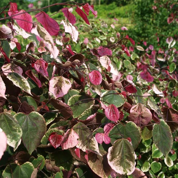Brighter Blooms Carolina Sweetheart® Redbud Tree 1 Brighter Blooms Carolina Sweetheart® Redbud Tree