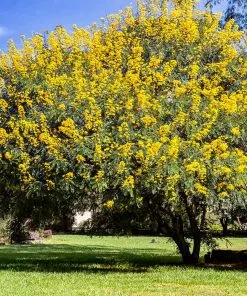 Brighter Blooms Flowering Trees Cassia Tree