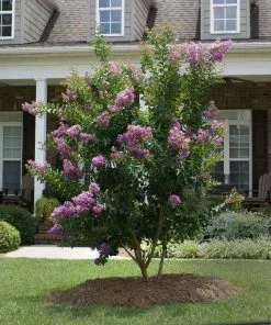 Brighter Blooms Catawba Crape Myrtle Tree Flowering Trees 7 Brighter Blooms Catawba Crape Myrtle Tree Flowering Trees