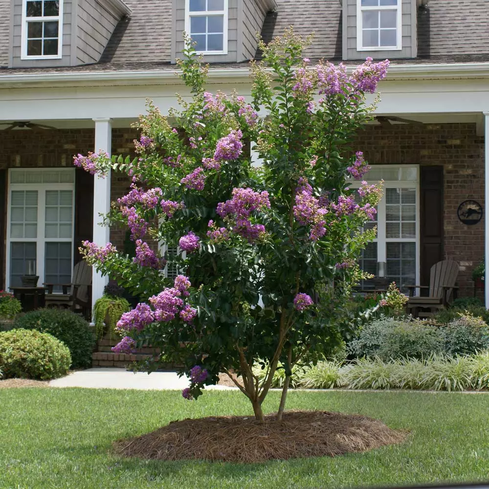 Brighter Blooms Catawba Crape Myrtle Tree Flowering Trees 3 Brighter Blooms Catawba Crape Myrtle Tree Flowering Trees