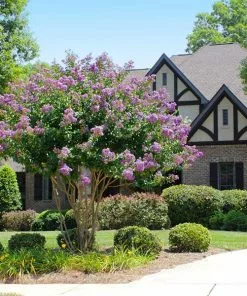 Brighter Blooms Catawba Crape Myrtle Tree Flowering Trees
