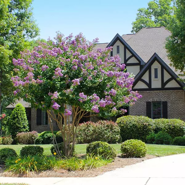 Brighter Blooms Catawba Crape Myrtle Tree Flowering Trees 1 Brighter Blooms Catawba Crape Myrtle Tree Flowering Trees