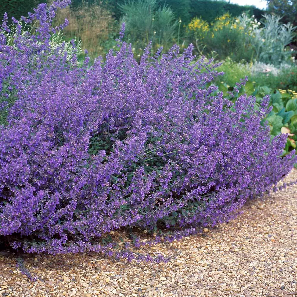 Brighter Blooms Perennials Walker's Low Nepeta (Catmint) Shrub 2 Brighter Blooms Perennials Walker's Low Nepeta (Catmint) Shrub